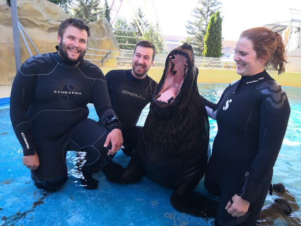 Tauchen mit Seelöwen